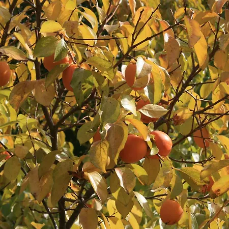 Rural Abejaruco * Cuevas Del Valle