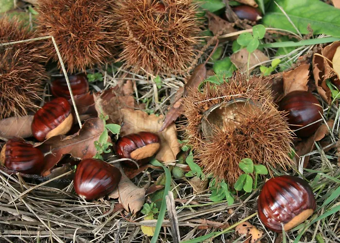 Rural Abejaruco Séjour à la campagne *