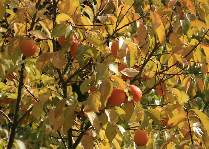 Rural Abejaruco * Cuevas Del Valle
